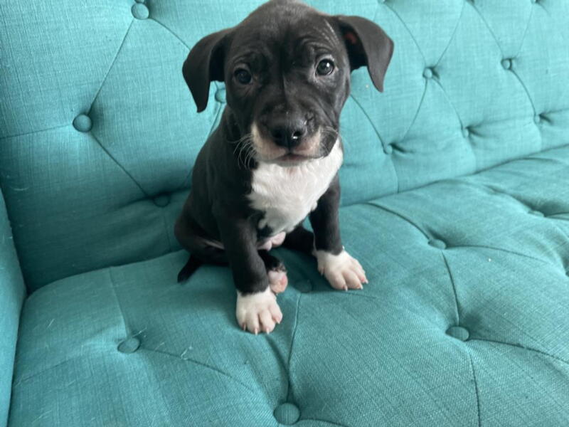 black and white puppy sitting on couch